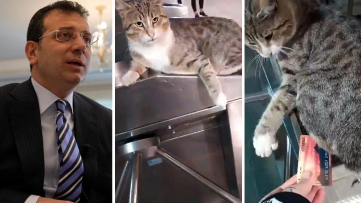 İstanbullulara metroda kedi engeli! Sosyal medyada gündem olan videoya