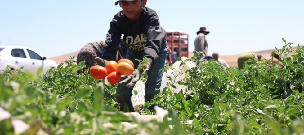 MEVSİMLİK İŞÇİLERİN SICAK ALTINDA EKMEK MÜCADELESİ